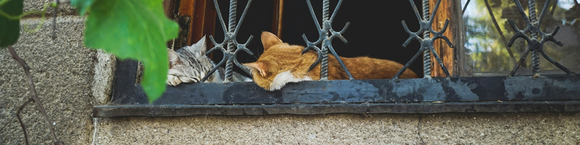 Zwei Katzen schlafen auf dem Rahmen einer offenen Balkontür.